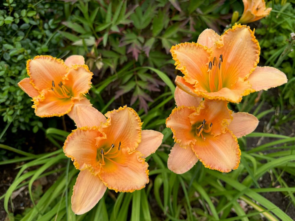 Hemerocallis 'Forestlake Ragamuffin'