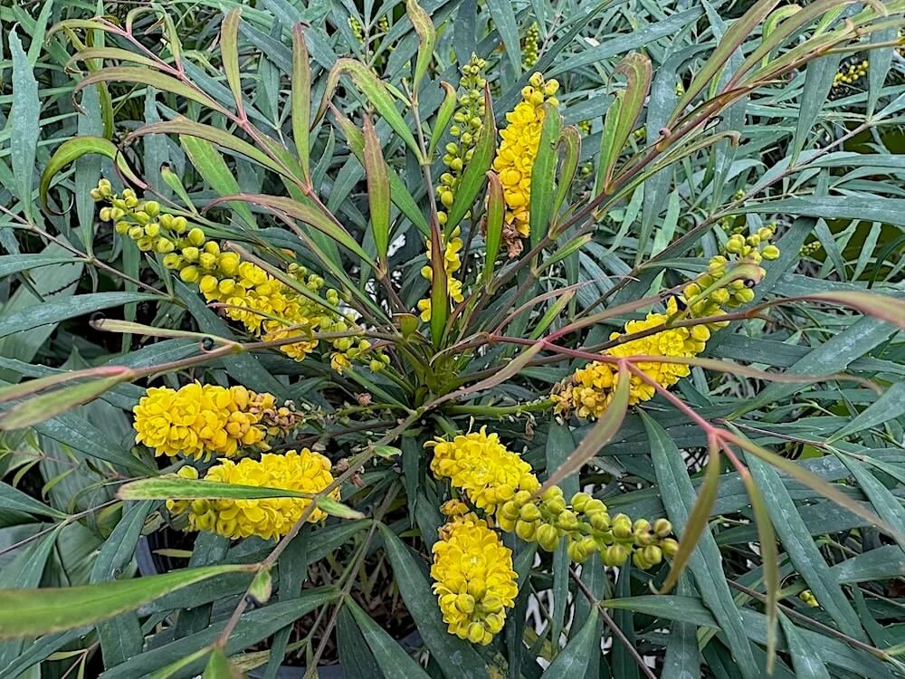 OREGON GRAPE (Mahonia)