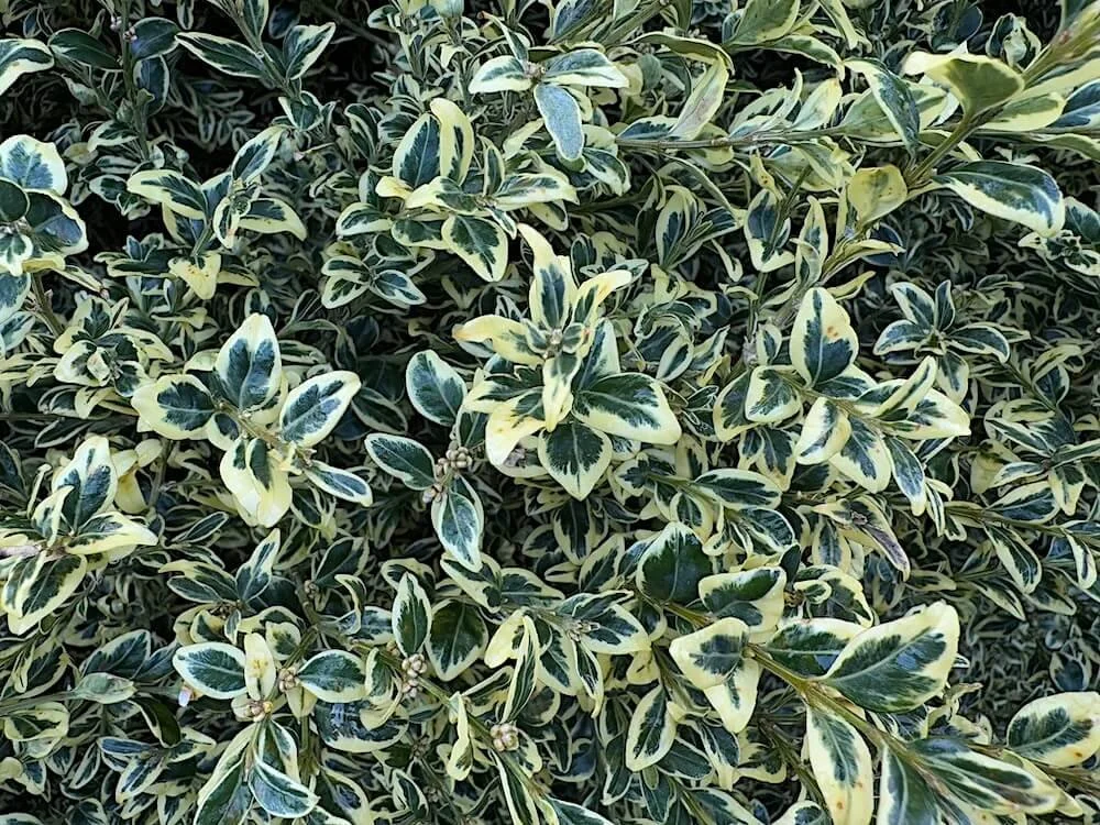 Buxus sempervirens ‘Variegata’