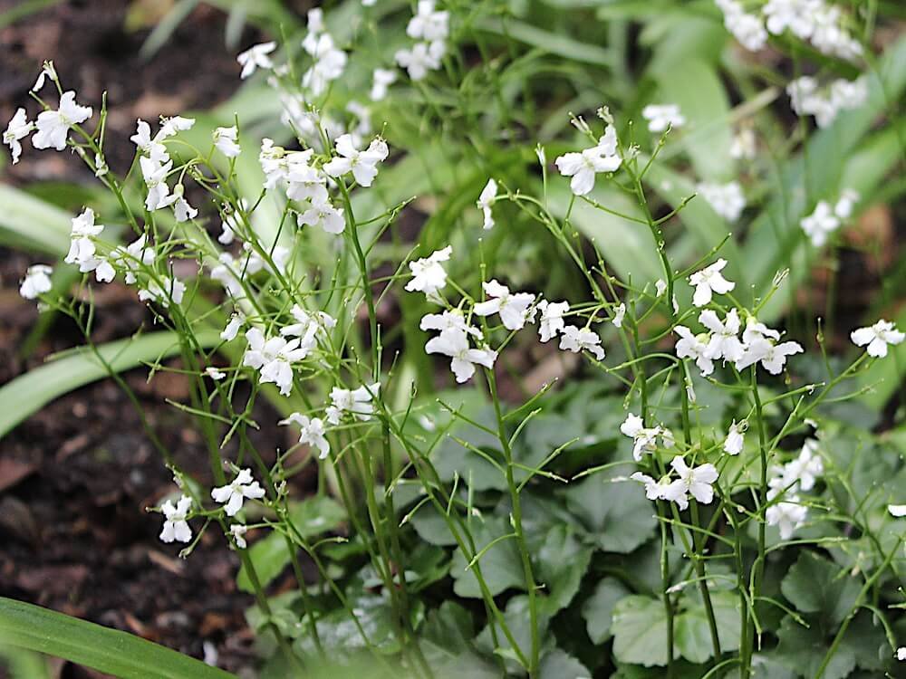 Cardamine trifolia