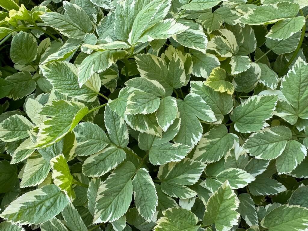 VARIEGATED BISHOP’S WEED (Aegopodium)