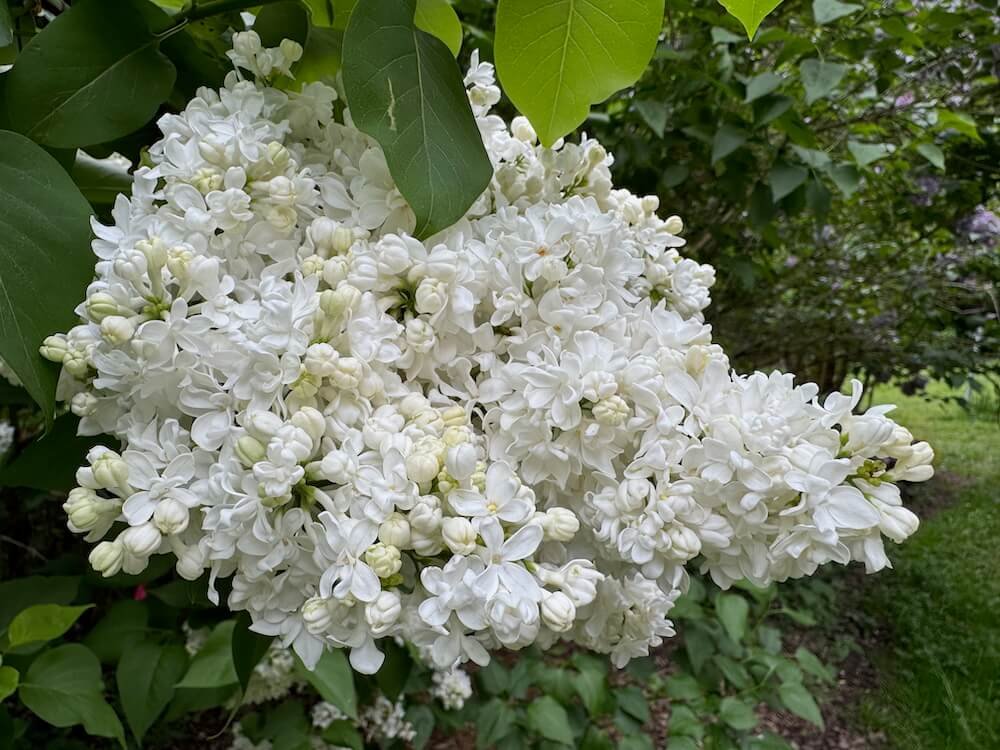 Syringa vulgaris 'Miss Ellen Willmott'