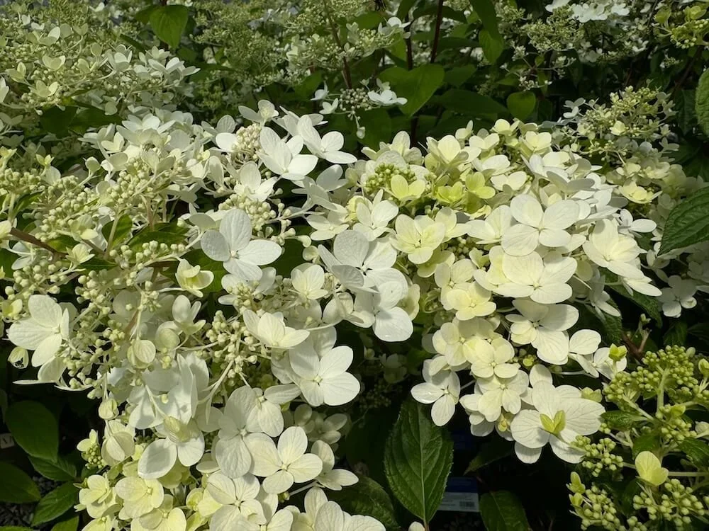 Hydrangea paniculata 'RUBY'