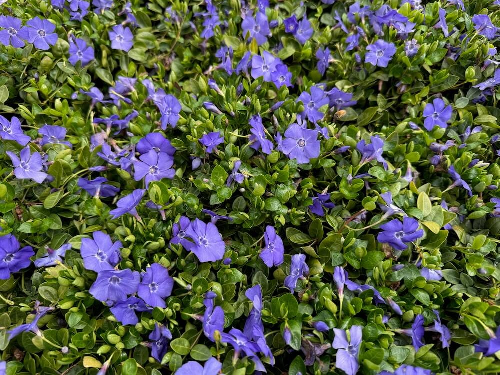 Vinca minor 'Bowles'