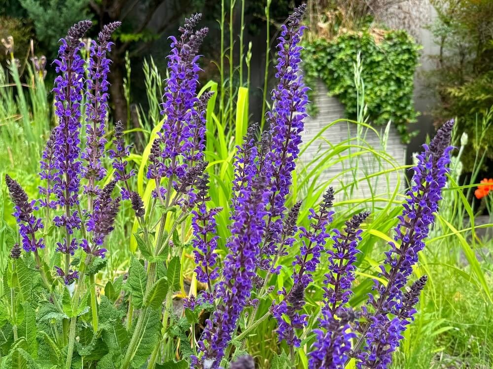 Salvia nemorosa 'Ostfriesland'