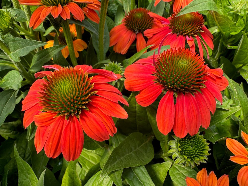 Echinaceas
