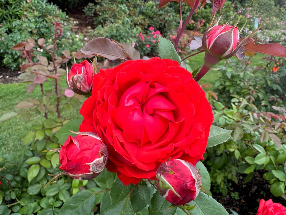 Rosa 'True Passion'