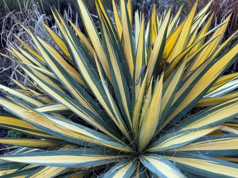 Yucca filamentosa 'Color Guard'