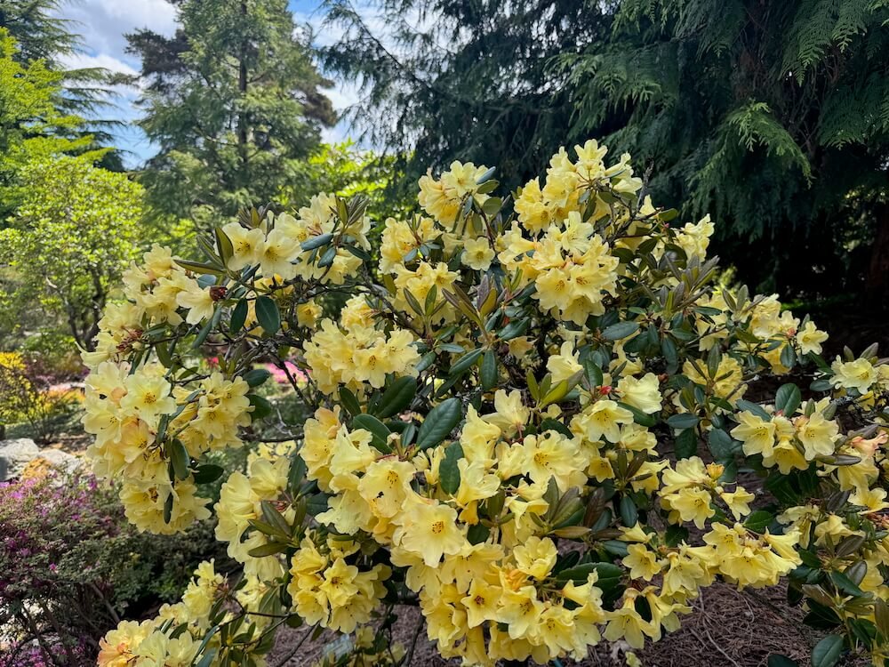 RHODODENDRON SPECIES BOTANICAL GARDEN