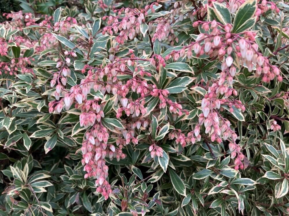 Pieris japonica 'Little Heath'
