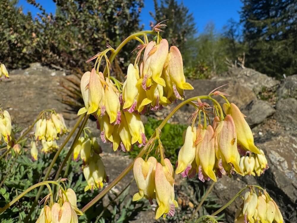 Dicentra formosa ‘Sulphur Hearts’