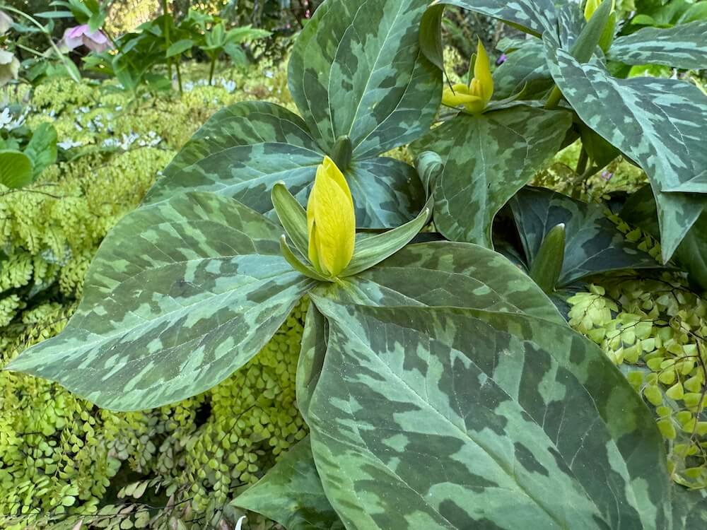 Trillium luteum