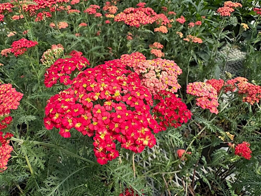 Achillea millefolium 'Paprika'