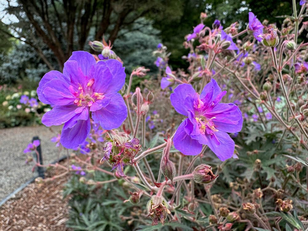 Geranium pratense 'Storm Cloud'