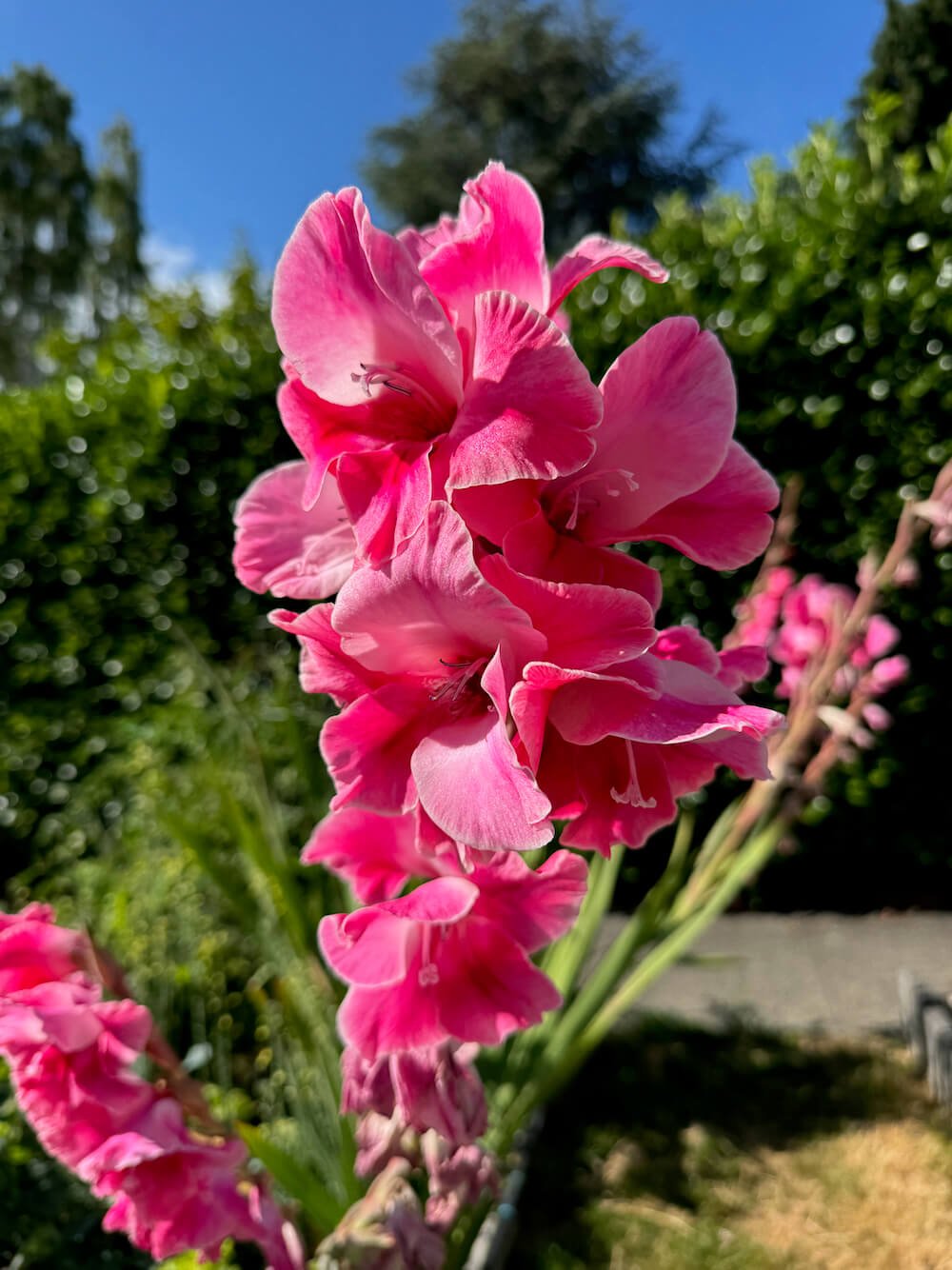 Gladiolus 'Fairytale Pink'