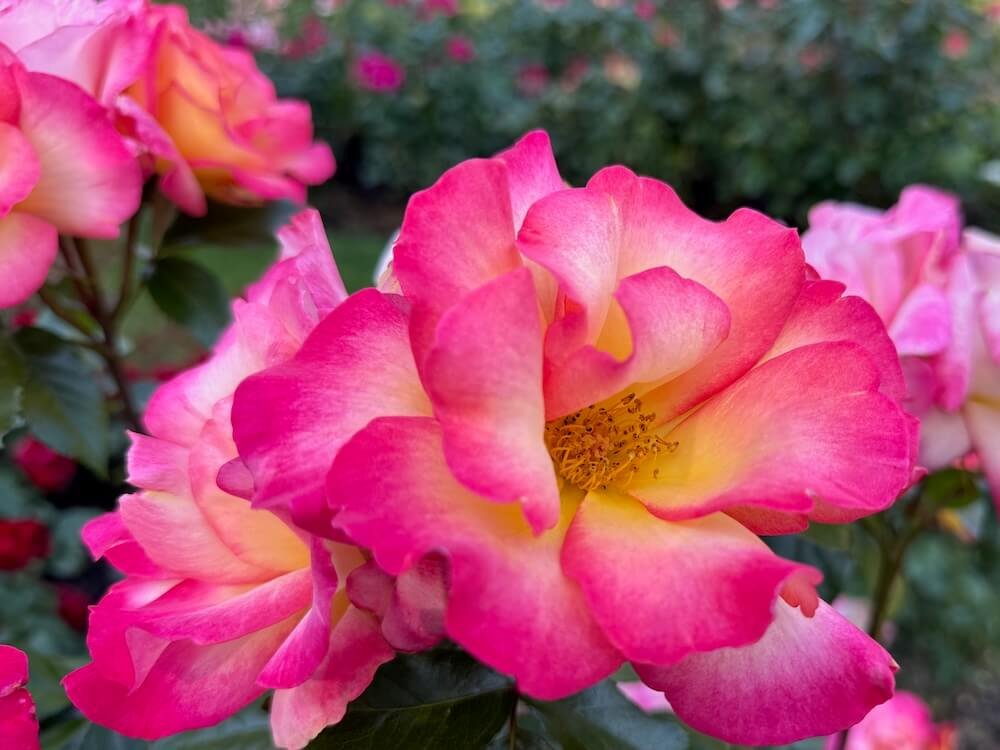 Rosa 'Baiprez'