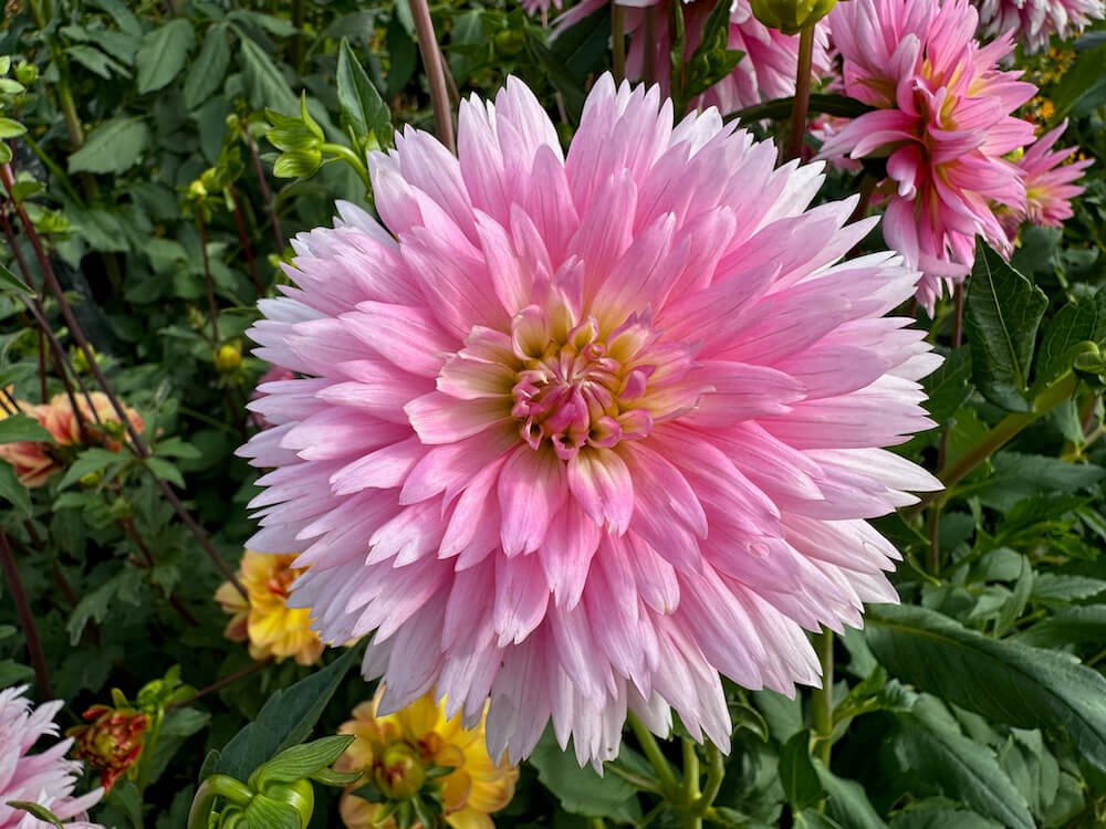 Dahlia 'Gay Princess'