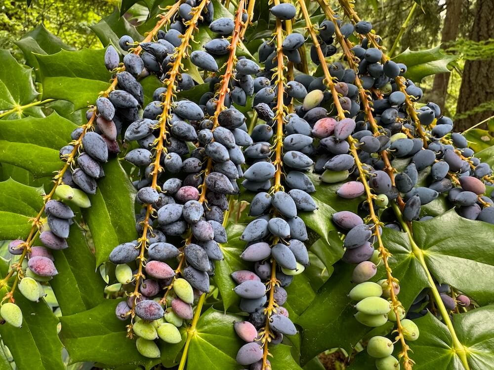 Mahonia x media 'Charity'