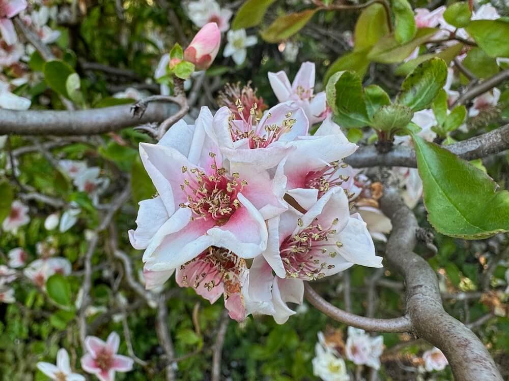 Chaenomeles speciosa 'Contorta'