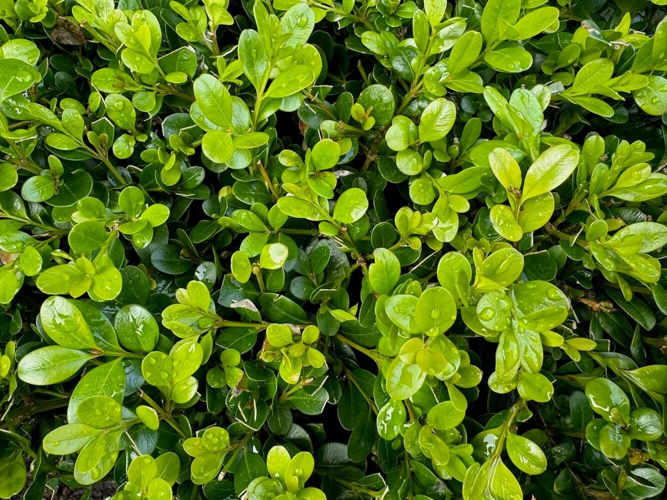 BOXWOOD (Buxus)