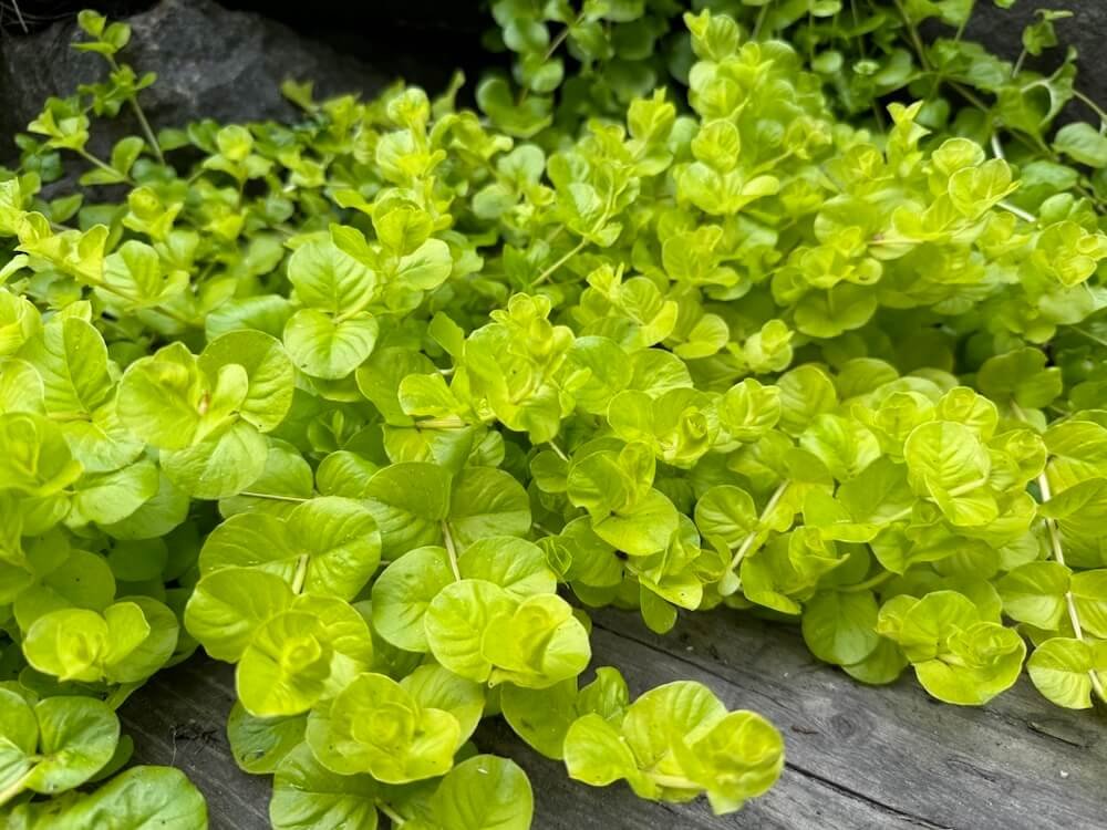 MONEYWORT (Lysimachia)