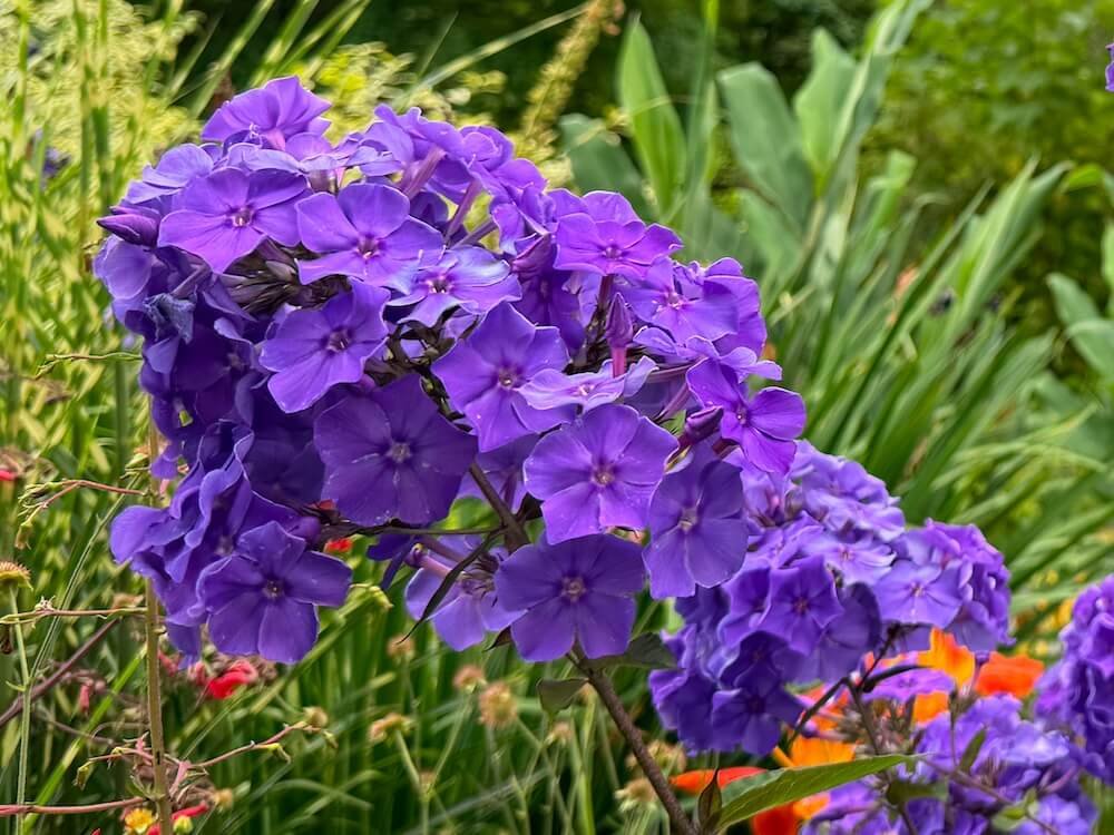 GARDEN PHLOX (Phlox)