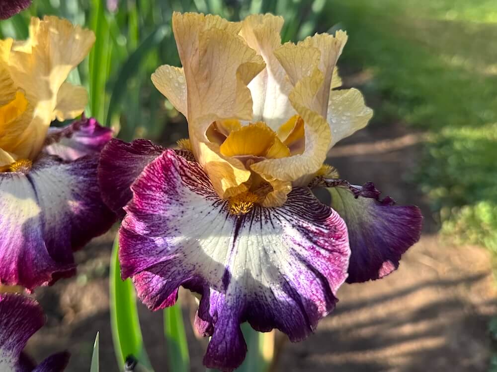 Iris 'Margin Call'