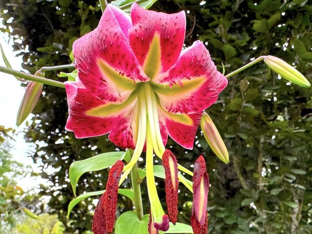 Lilium 'Black Beauty'