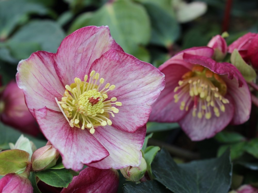 Helleborus x iburgensis HGC 'Ice N'Roses Carlotta'
