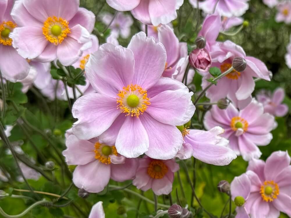 WINDFLOWER (Anemone)