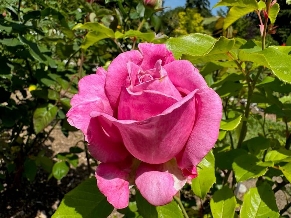 Rosa 'Wekblunez'