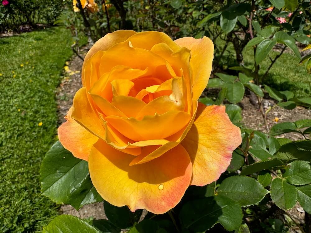 Rosa 'Wekbepmey'