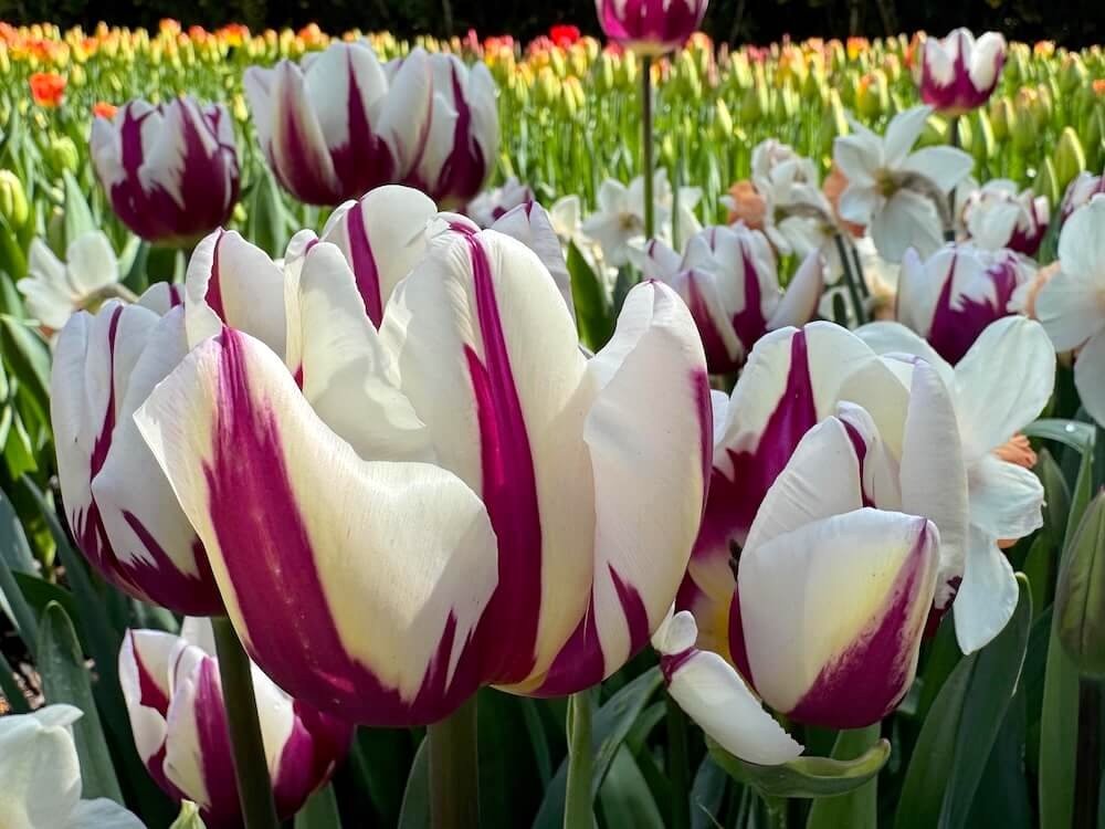 Tulipa 'Rem's Favorite'