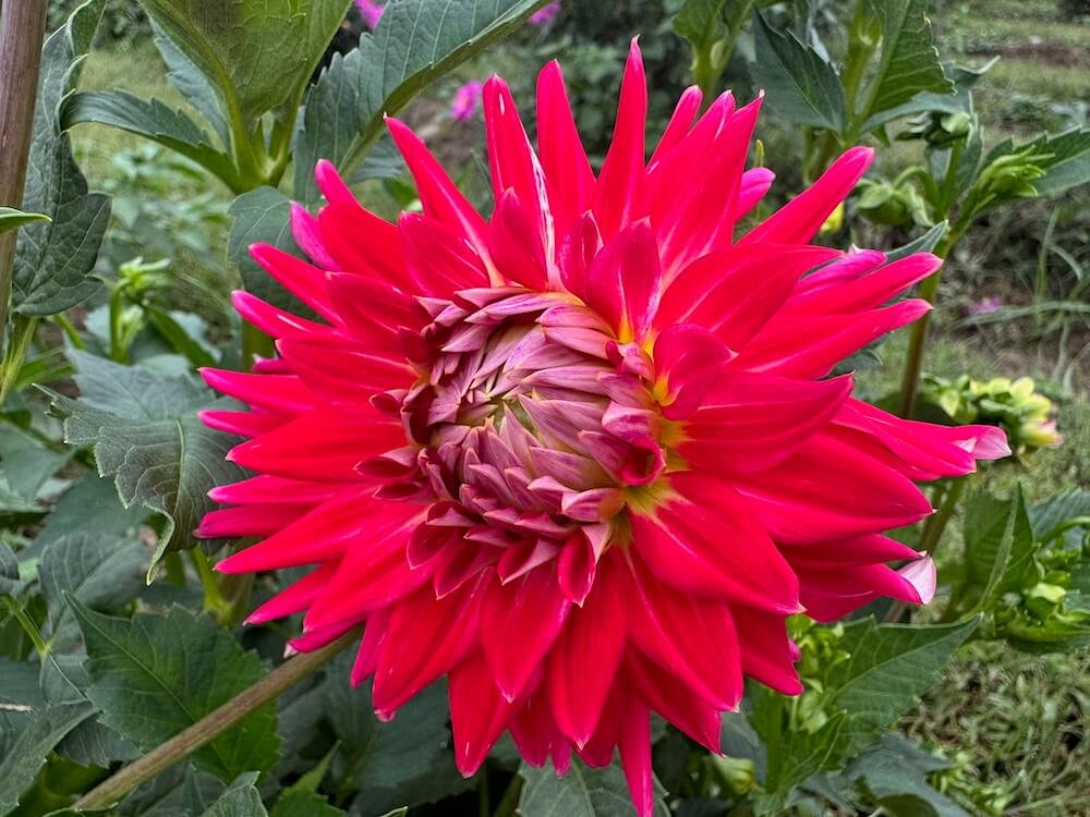 Dahlia 'Cha Cha'