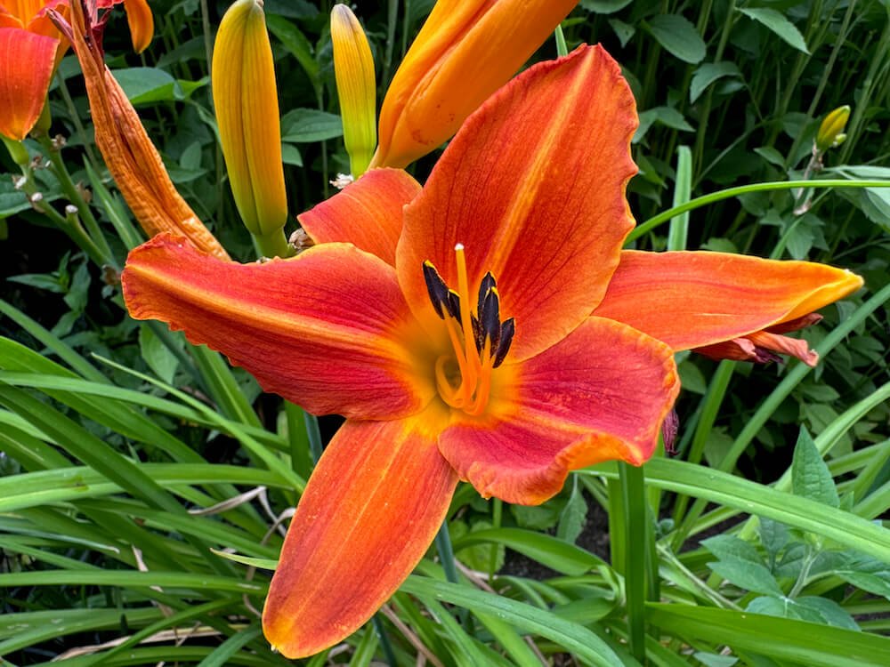 Hemerocallis 'Flasher'