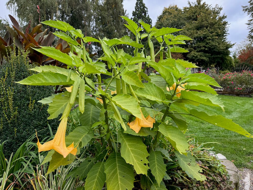 Brugmansia aurea
