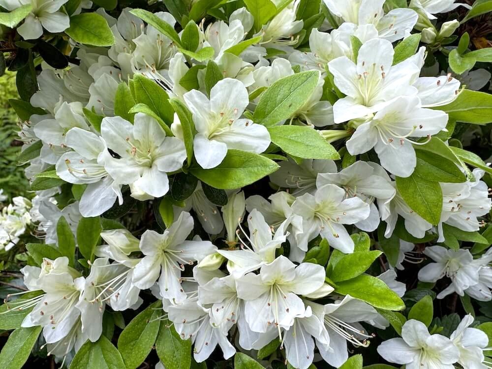Rhododendron albiflorum Hook. var. albiflorum