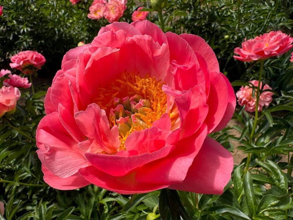 Paeonia lactiflora 'Coral Sunset'