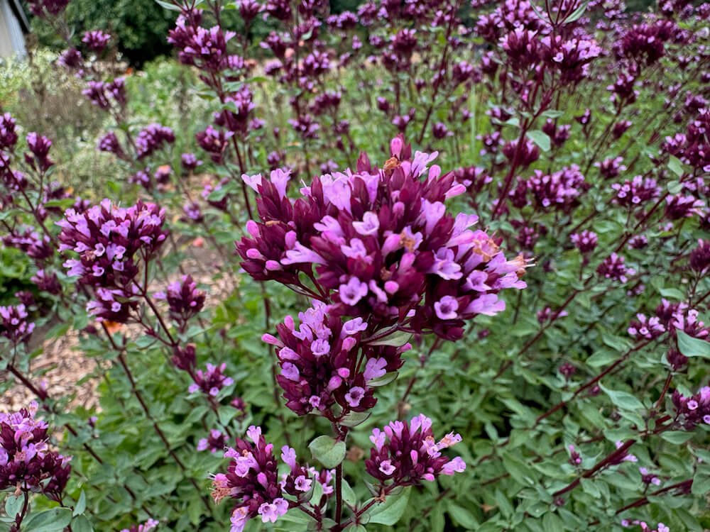Origanum laevigatum 'Herrenhaussen'