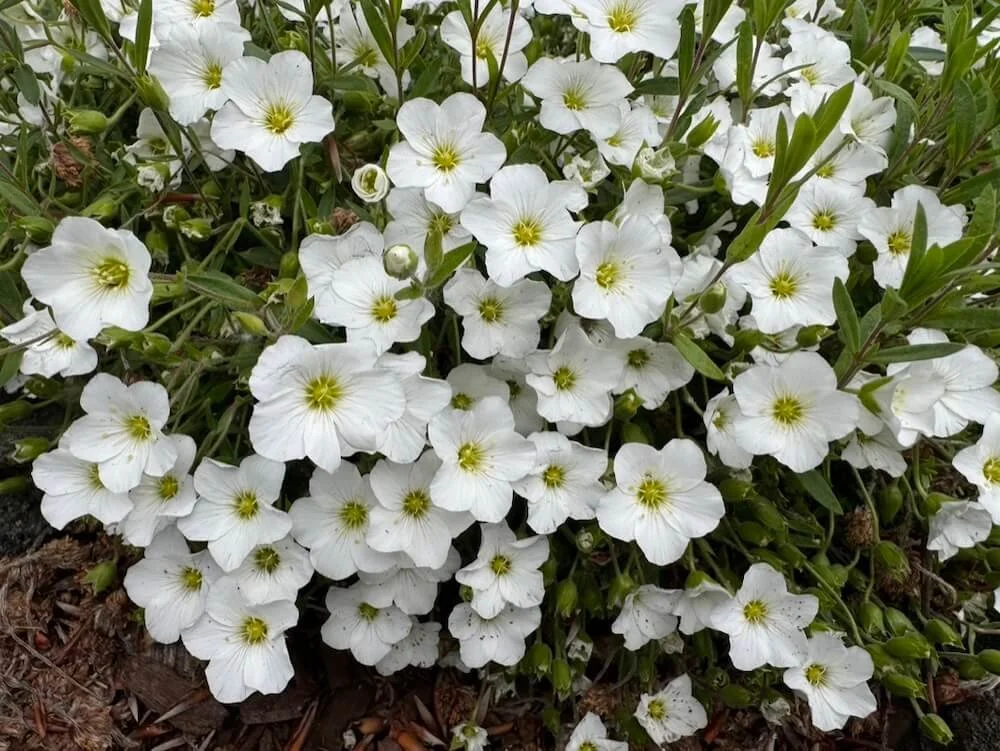 MOUNTAIN SANDWORT (Arenaria)