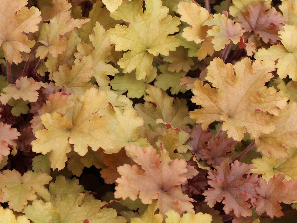 Heuchera 'Marmalade'