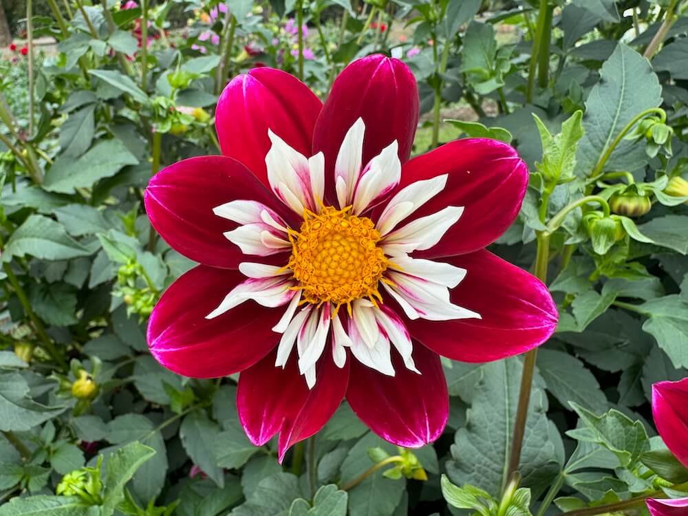Dahlia 'Awaikoe'