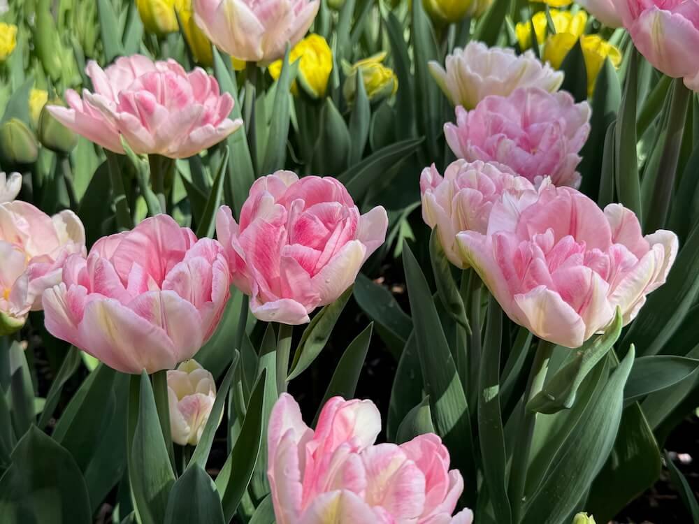 Tulipa 'Finola'