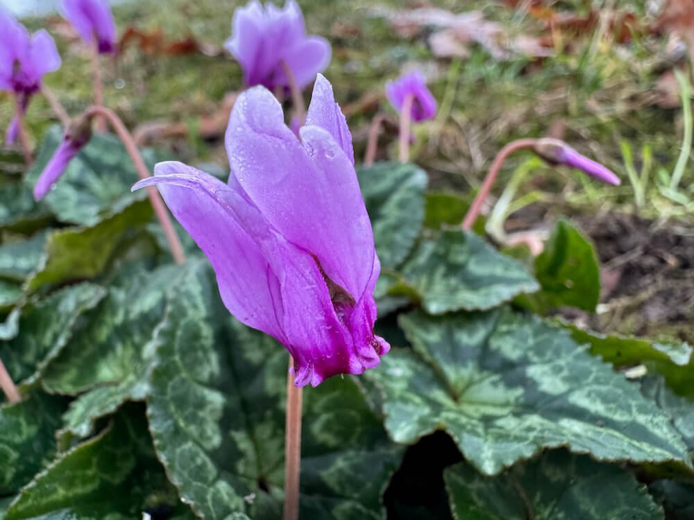 Cyclamen hederifolium