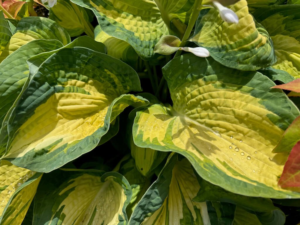 Hosta sieboldiana 'Great Expectations'