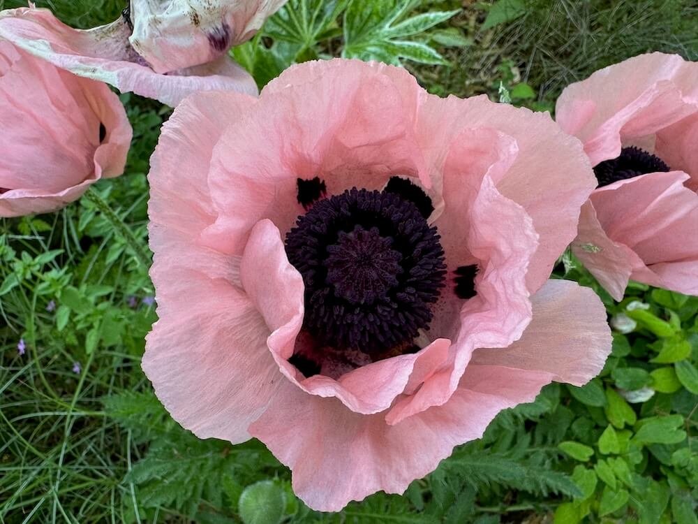 Papaver orientale 'Princess Victoria Louise'