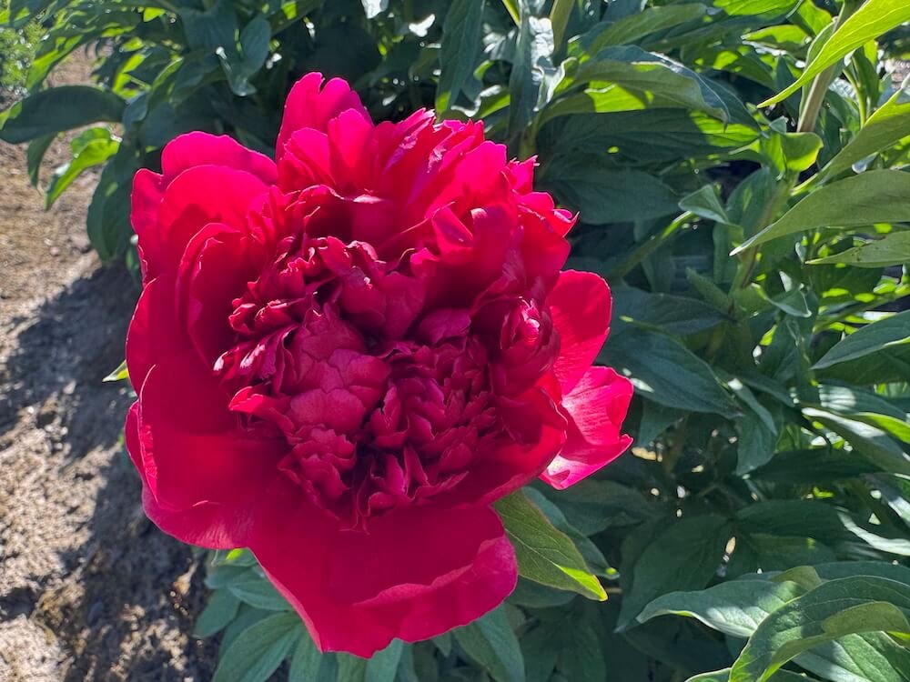 Paeonia lactiflora 'Many Happy Returns'