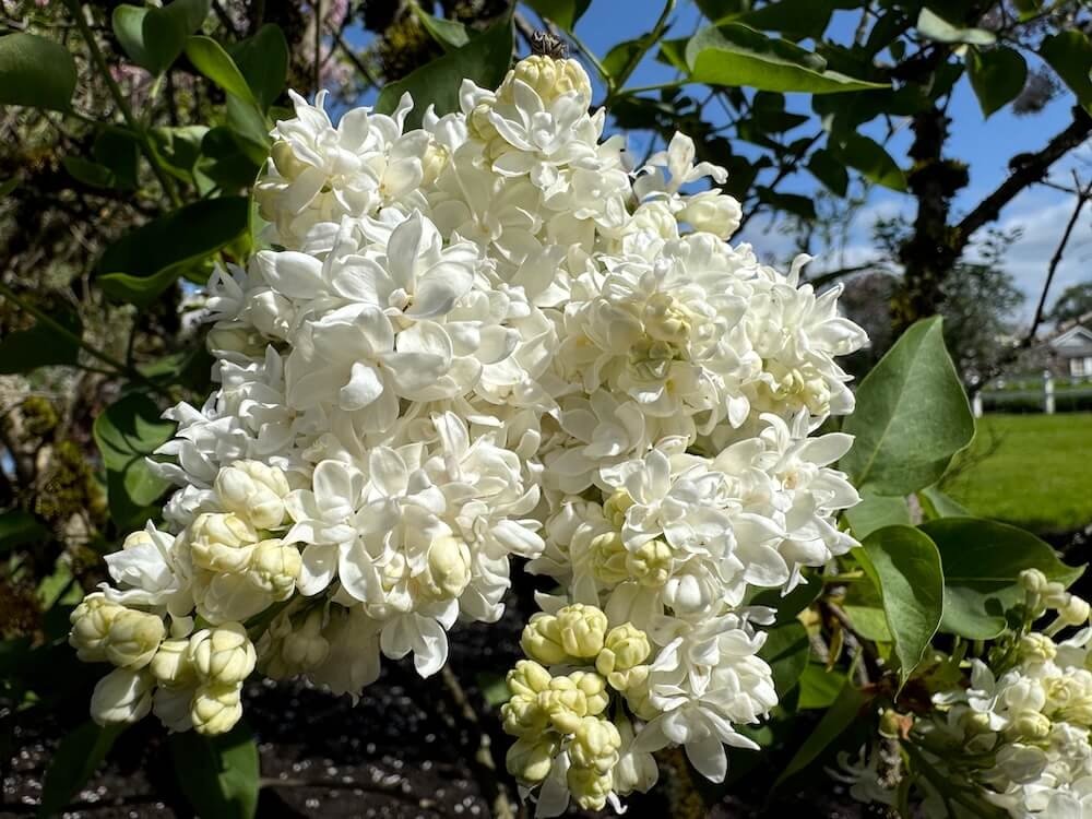 Syringa vulgaris 'Madame Lemoine'