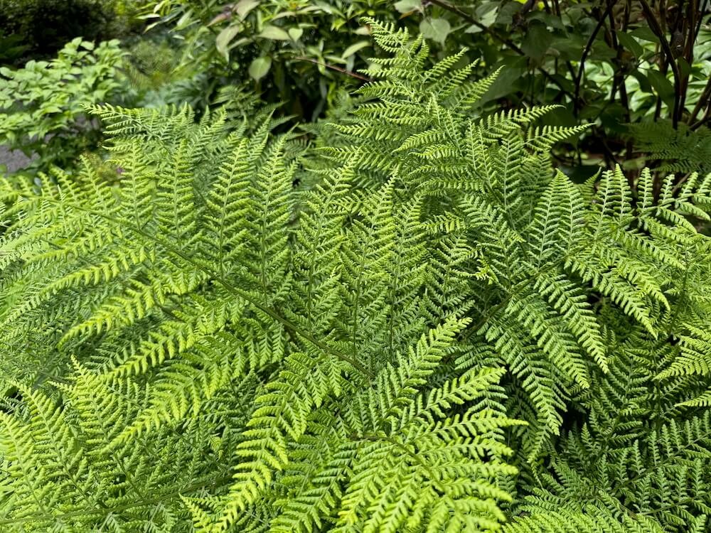 Dryopteris dilatata 'Recurvata'