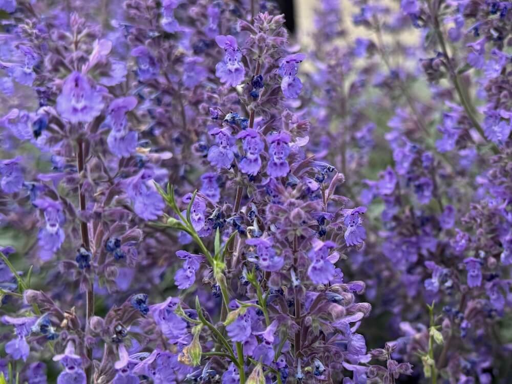 Nepeta racemosa 'Walker's Low'